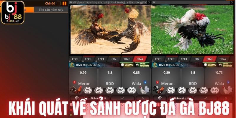 Khái quát sơ lược về sảnh cược đá gà BJ88